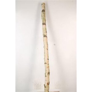Birch Tree Per Piece 10/15cm