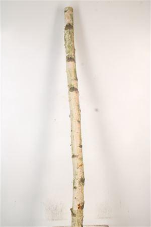 <h4>Birch Tree Per Piece 10/15cm</h4>