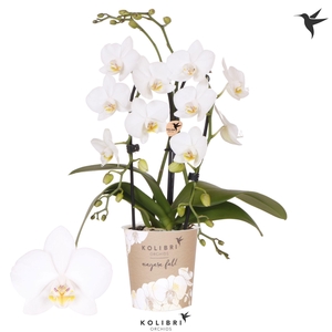 Kolibri Orchids Phalaenopsis Cascade Niagara Fall white 2 spike