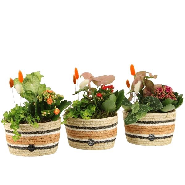 <h4>41679: Treasure time arrangement</h4>