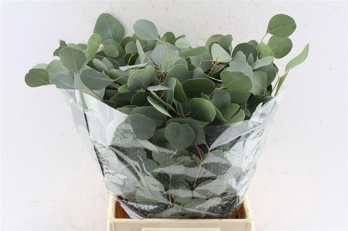<h4>Euca Populus Short 150 Gram</h4>