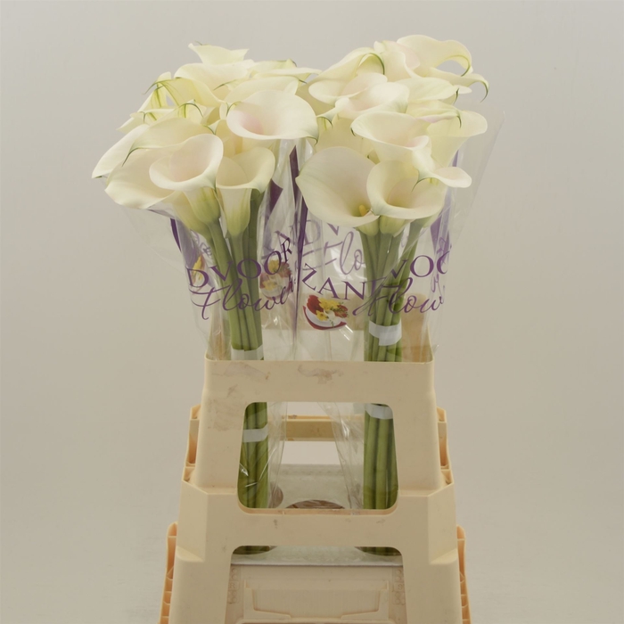 <h4>Calla Ventura</h4>