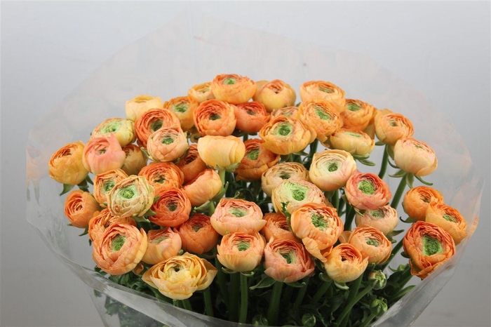 <h4>Ran Cloni Ex Honey</h4>