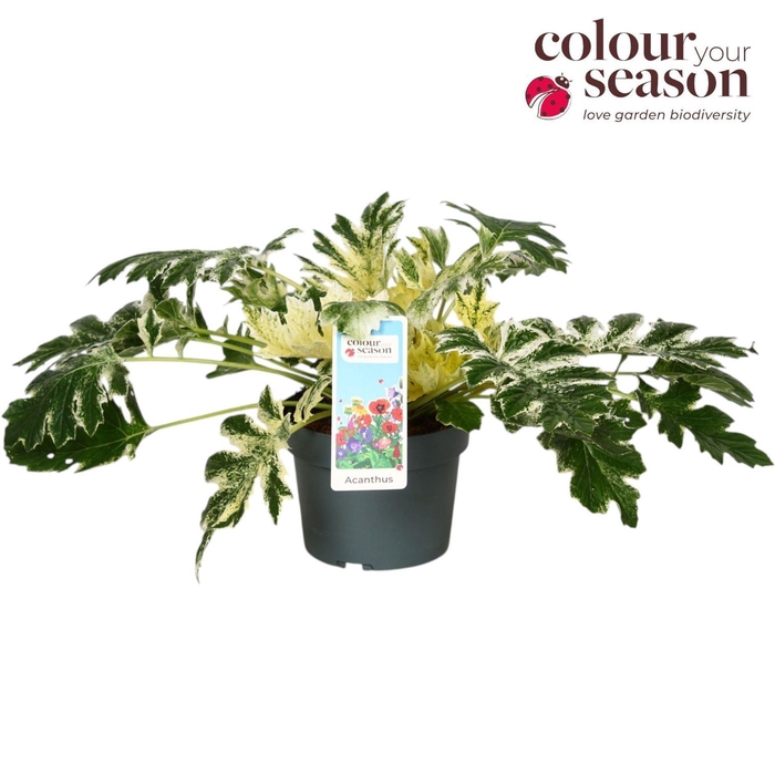 <h4>Acanthus mollis</h4>