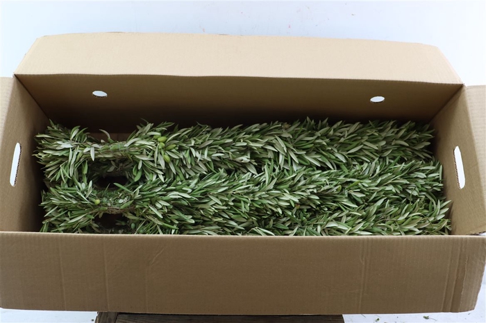 <h4>Wr Olijf Guirlande 80cm ( Anttar )</h4>