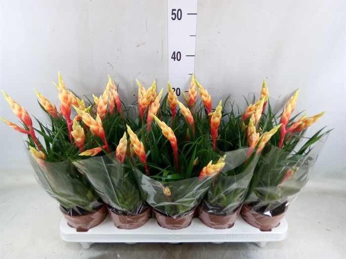 <h4>Vriesea  'Shannon'</h4>