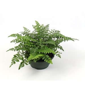 Asplenium Parvati