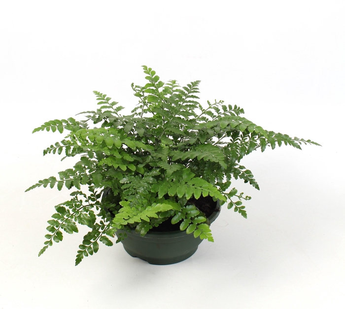 <h4>Asplenium Parvati</h4>