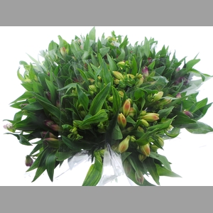BQ Mono Alstro x5 mix 60cm
