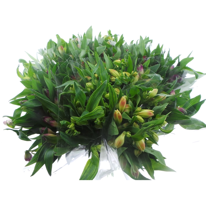 <h4>BQ Mono Alstro x5 mix 60cm</h4>