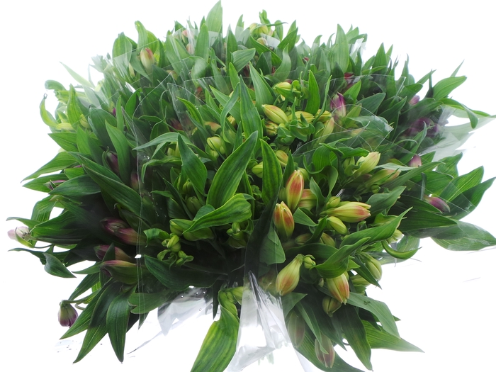 <h4>BQ Mono Alstro x5 mix 60cm</h4>