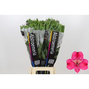 Alstroemeria Selection Hot Pink