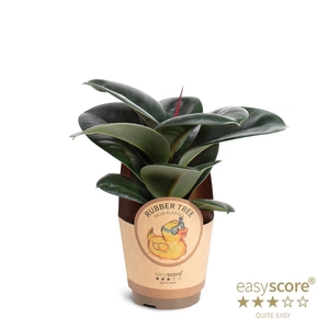 FICUS ELASTICA P11 SOFIA COVER
