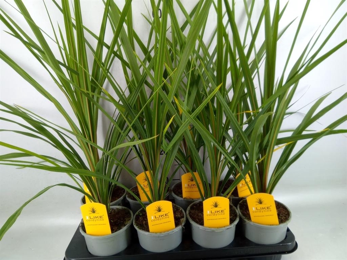 <h4>Cordyline indivisa 'Peko'</h4>
