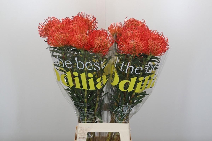 <h4>Nutans Succession</h4>