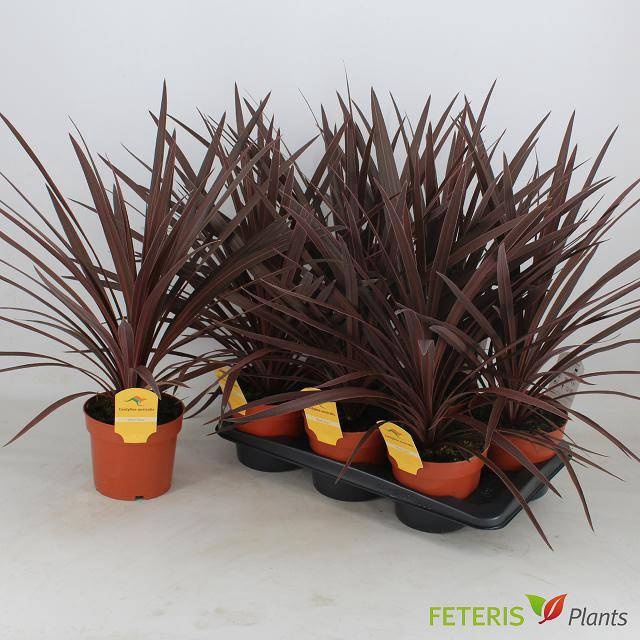 <h4>CORD AUS RED STAR</h4>