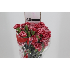CRAVO SPRAY TRENDY SCARLET 060 CM