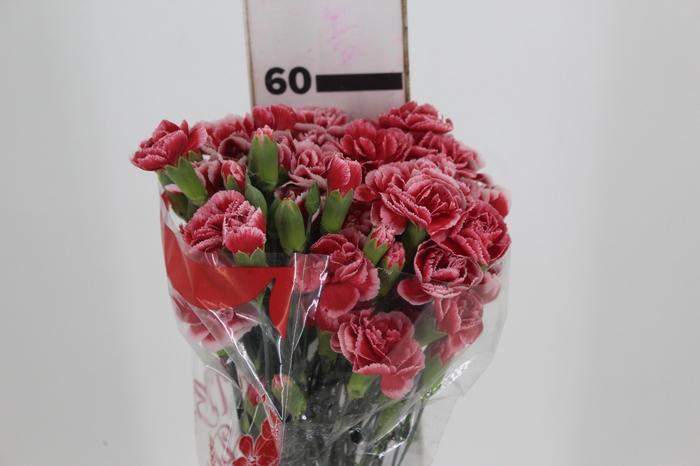 <h4>CRAVO SPRAY TRENDY SCARLET 060 CM</h4>