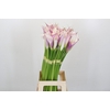 Zantedeschia Eydolls Purple White