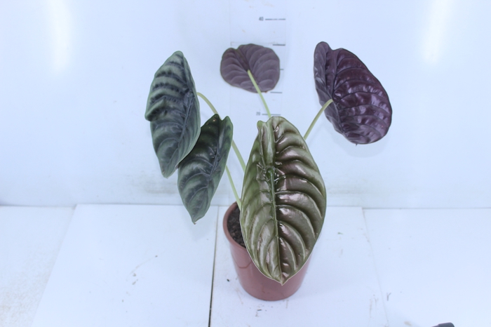 ALOCASIA BLACK P17