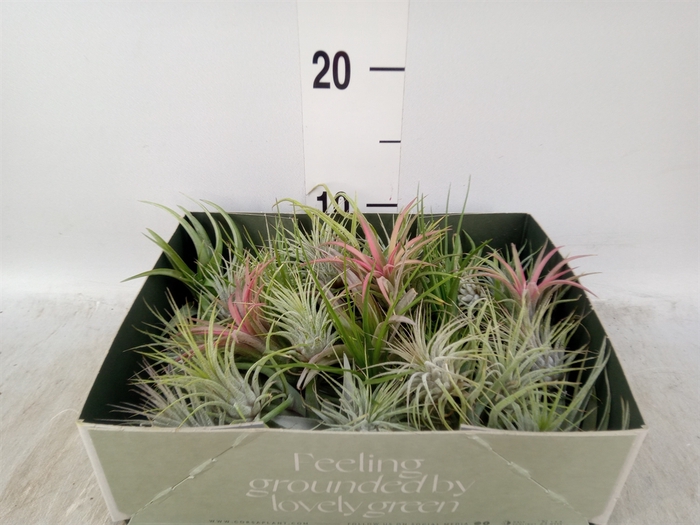 <h4>Tillandsia</h4>