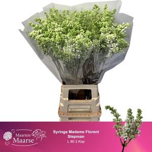 SYR V MME FL STEPMAN