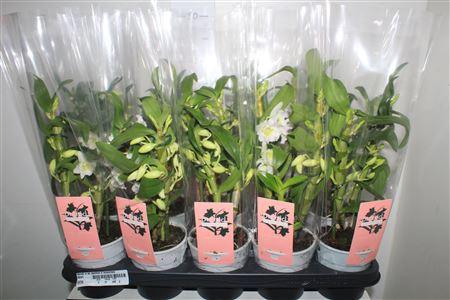 <h4>Dendr N Sc Apollon 2 Branches</h4>