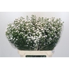 Aster White Gypsy