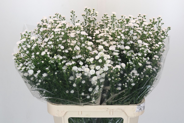 Aster White Gypsy