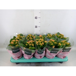 Kalanchoe blos. 'Serenity Salmon'