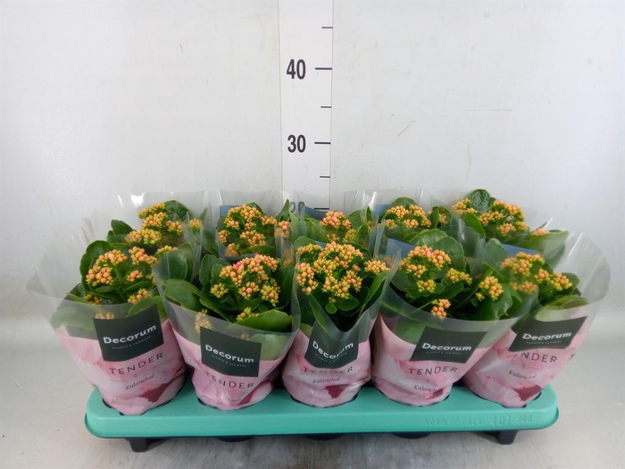<h4>Kalanchoe blos. 'Serenity Salmon'</h4>