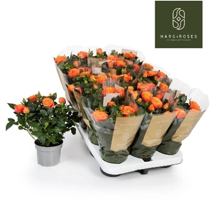 Rosa Kordana oranje Bengali - 4795