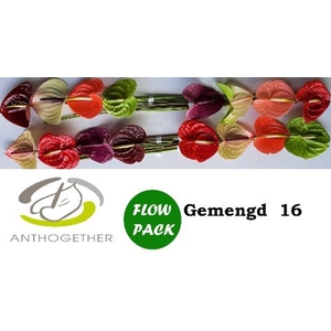 Anthurium andr.   ...mix