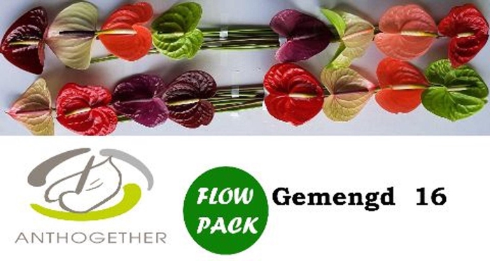 <h4>Anthurium andr. ...mix</h4>