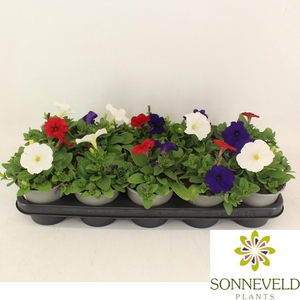 Petunia Fotophinish trio kleuren