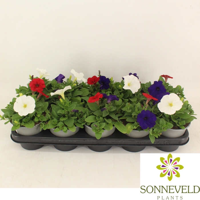 <h4>Petunia Fotophinish trio kleuren</h4>