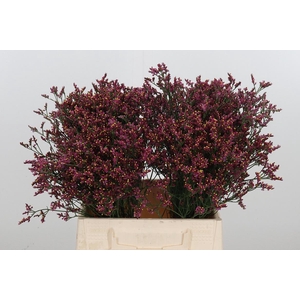 Lim Sin Scar Diamond