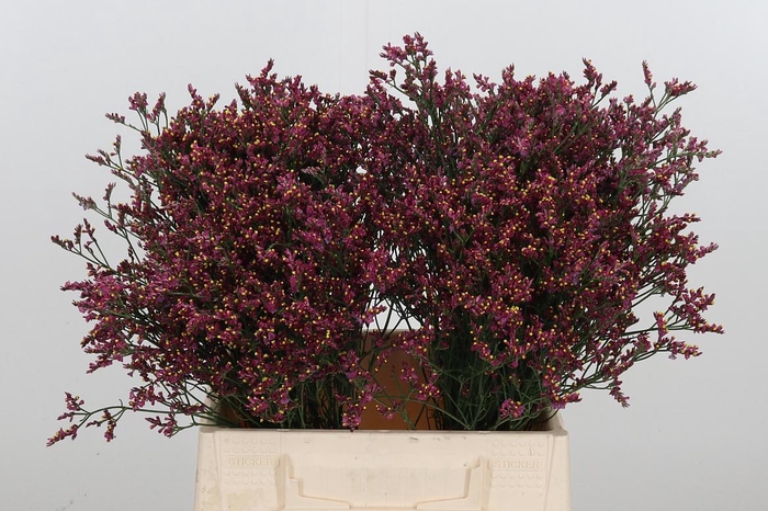 <h4>Lim Sin Scar Diamond</h4>