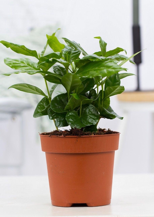 <h4>Coffea Arabica P&PURE Collection</h4>