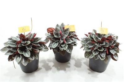 <h4>SMIT SANTORINI PEPEROMIA</h4>