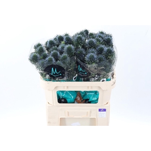 Eryn Scorpiu Questar 70cm