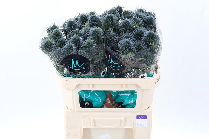 <h4>Eryn Scorpiu Questar 70cm</h4>