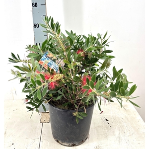 CALLIS CI SPLENDENS