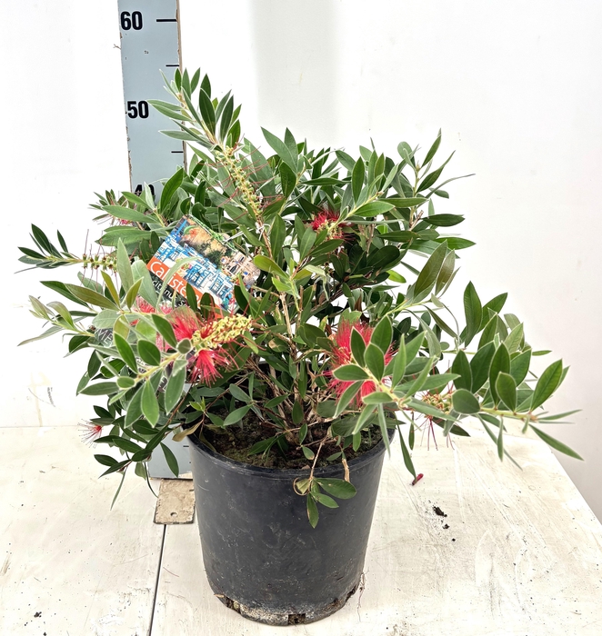 <h4>CALLIS CI SPLENDENS</h4>
