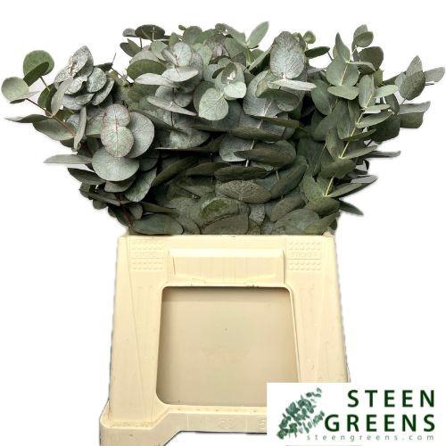 <h4>EUCA CINEREA</h4>