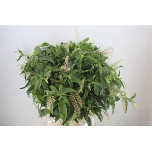 Carbouzijn Berry P Bunch