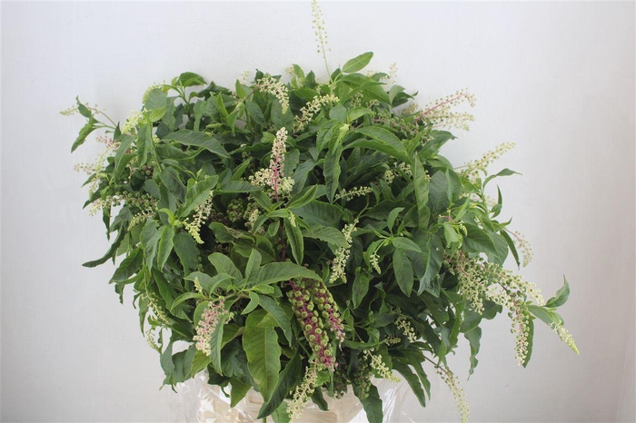 <h4>Carbouzijn Berry P Bunch</h4>