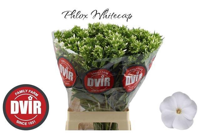 <h4>PHLOX P WHITECAP</h4>