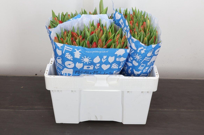 <h4>Tu En Artemis</h4>