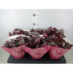 Begonia BD 'Caribbean Night'